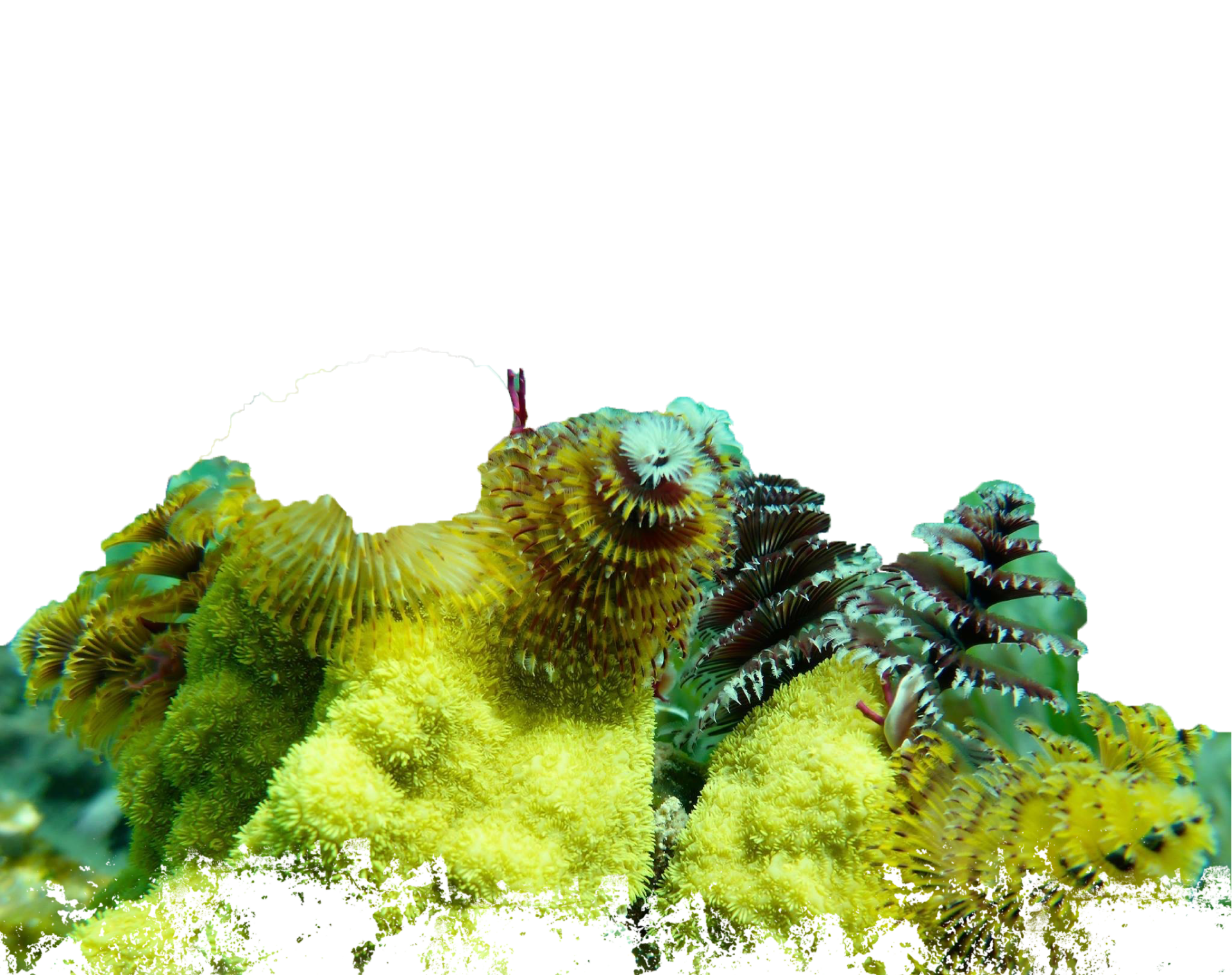Scuba Diving Trips l Spanish Wells, Harbor Island, Eleuthera