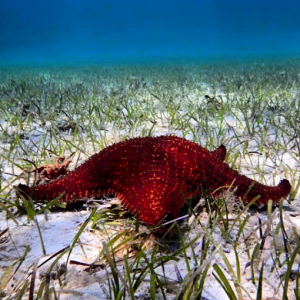 Scuba Diving Trips l Spanish Wells, Harbor Island, Eleuthera