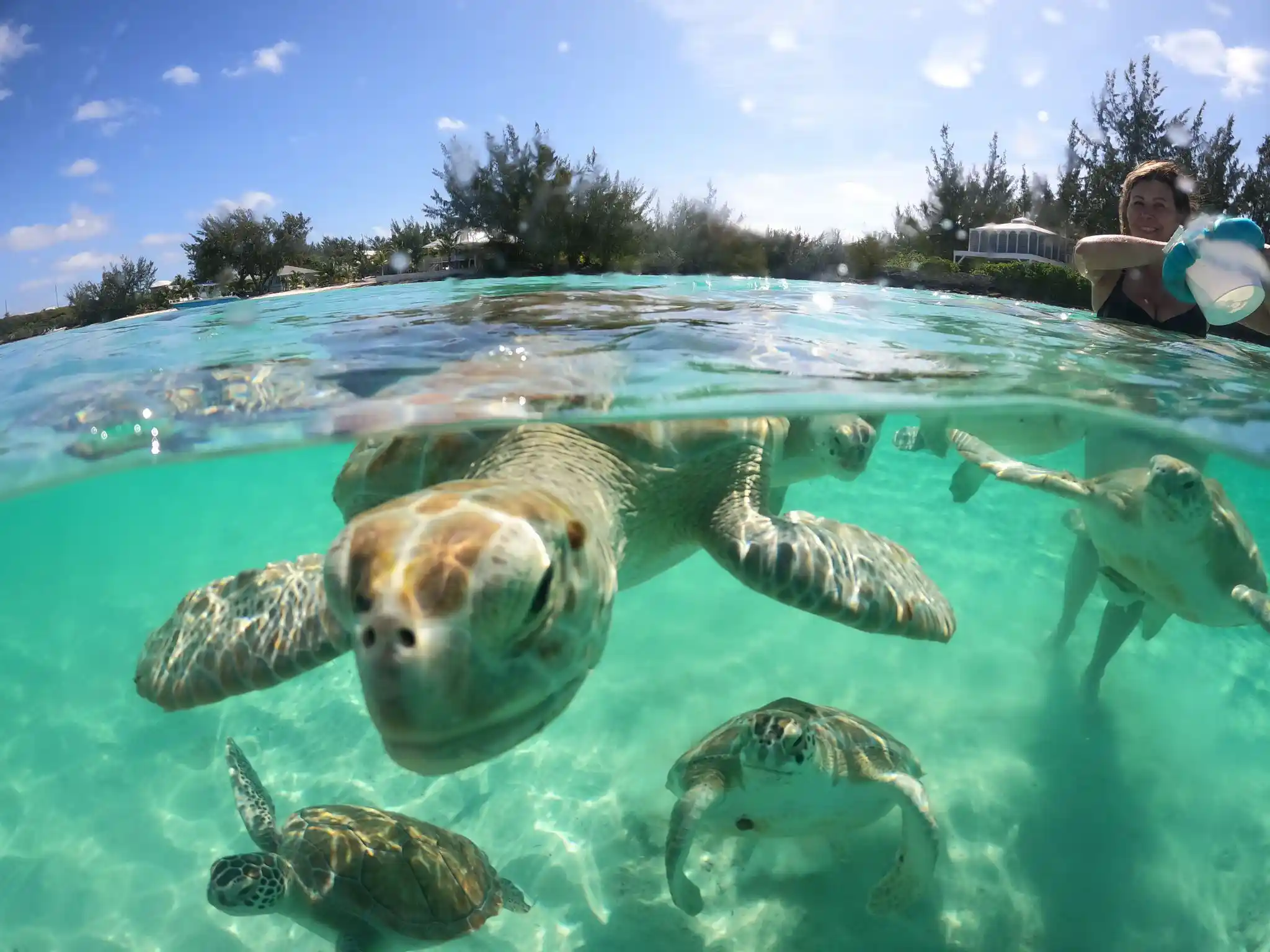 Bahamas Ocean Safaris